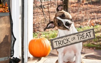 Halloween Can Be a Scary Holiday for Pets