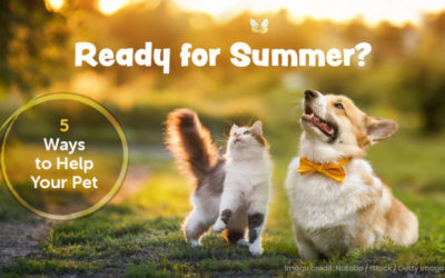 Ready for Summer?  5 Ways to Help Your Pet
