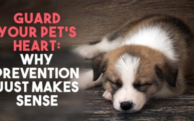 Guard Your Pet’s Heart: Why Prevention Just Makes Sense