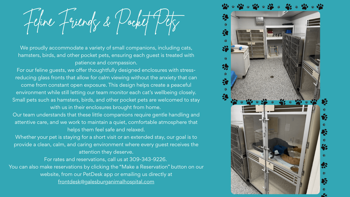 Day Camp/Sleepover Camp - Bottom