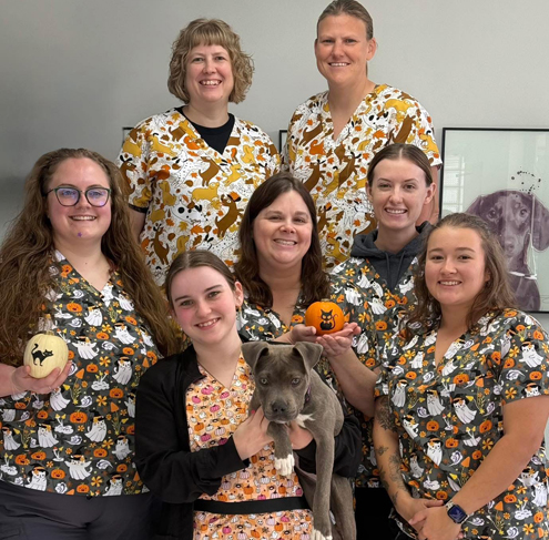 Your Veterinarian in Galesburg, IL